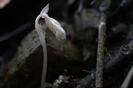 Image result for Epipogium roseum