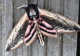 Image result for Sphinx ligustri