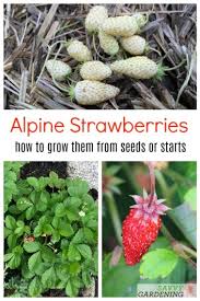 The stems are super thick and this thing is really growing like some kind of monkey grass wildness. Alpine Strawberries How To Grow From Seed Or Transplants