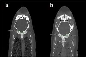 We did not find results for: Diagnosis Of Atlanto Occipital Dissociation Standardised Measurements Of Normal Craniocervical Relationship In Finless Porpoises Genus Neophocaena Using Postmortem Computed Tomography Scientific Reports