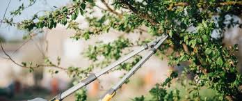 Comment Faire Pour Obliger Le Voisin A Couper Ses Arbres Elagage Com