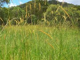 Image result for Setaria sphacelata