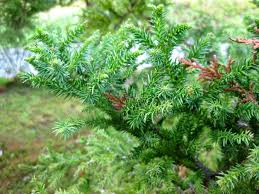 Image result for Cryptomeria
