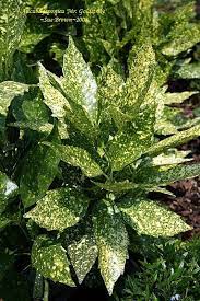 Goldstrike japanese aucuba reaches its full potential where winters aren't severe, such as in the deep south and the pacific northwest. Gold Strike Aucuba Of Japanese Aucuba Japanese Laurel Mr Goldstrike Aucuba Japonica Landscaping Plants Landscape Plans Variegated Plants
