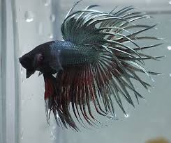 Live Tropical Fish Copper Double Ray King Crowntail Betta B17 Betta Tropical Fish Betta Fish