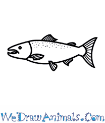 Check spelling or type a new query. How To Draw An Atlantic Salmon