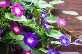 Maybe you would like to learn more about one of these? 15 Fantastic Florida Vines Photos Garden Lovers Club