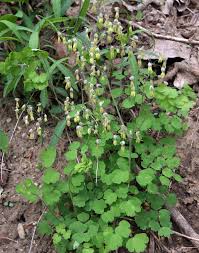 Image result for Thalictrum