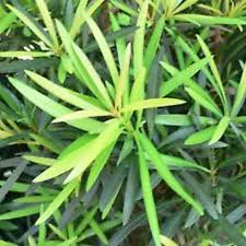 Check spelling or type a new query. Buy Podocarpus Macrophyllus Var Maki Online Southern Woods