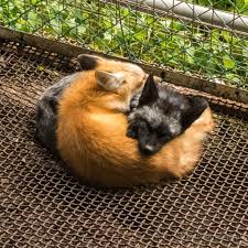 Black And Orange Fox Species Yin Yang Foxes Pet Fox Fox Cute Animals