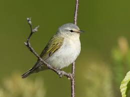 Image result for Tragiella natalensis