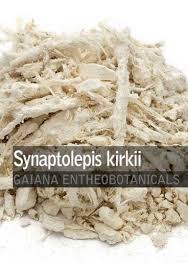 Image result for Synadenium kirkii