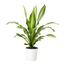 Dracaena Burley Planta Ikea Pflanzen Hangepflanzen Zimmer Zimmerpflanzen Ideen