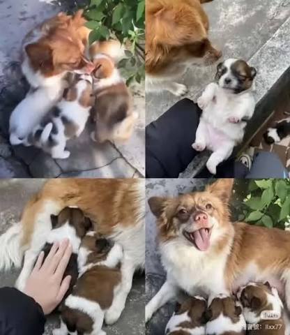 justiceforwangwang #saynotoanimalcruelty Dear Chinese government , I am writing to urgent request your institutional intervention regarding the recent, severe animal cruelty incident involving the dog known as Wang Wang in Jieyang, Guangdong
