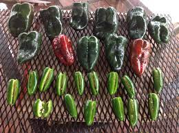 Check spelling or type a new query. Need Info On How To Smoke And Then Dry Poblanos Smoking Meat Forums The Best Barbecue Discussion Forum On Earth