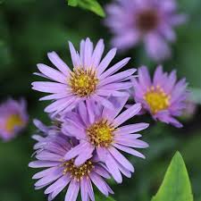 Aster Woods Purple Aster Flower Unusual Flowers Garden Accessories