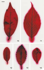 Image result for Itea rhamnoides