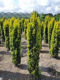 Taxus Baccata Fastigiata Aurea Pflanzen Eibe Gartenpflanzen