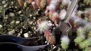 Transferring it when it is already mature is a very sensitive process. Cactus Repotting Info When And How Should I Repot My Cactus Dummer Garden Manage Gfinger Is The Best Garden Manage App