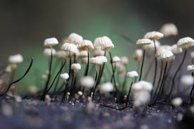 Image result for Marasmius rotula