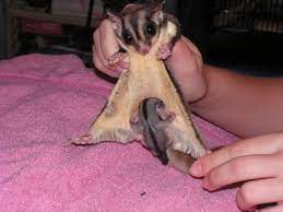 Animal Unique Pictures Sugar Gliders Sugar Glider Sugar Glider Pouch Sugar Glider Bonding Pouch