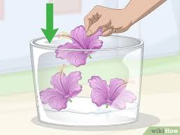 Maybe you would like to learn more about one of these? 3 Ways To Dry A Hibiscus Flower Wikihow