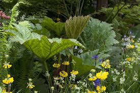Image result for Gunnera