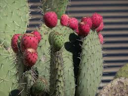 Encuentran una gran variedad de captus , solo en vivero primavera nayón. Captus Cactus Cactus Plants Plants