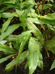 Image result for Oleandra