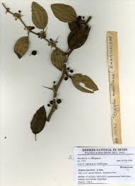 Image result for Ziziphus abyssinica