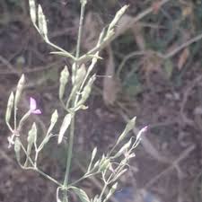 Image result for Dicliptera paniculata