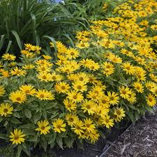 Image result for Heliopsis