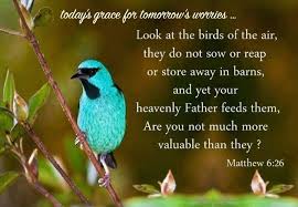 Look At The Birds Of The Air Esv Pin On Christian Quotes And Sayings