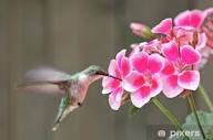 Kolibri-und Blumen- - PIXERS.DE