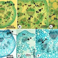 Image result for Adenia lobata
