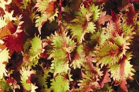 Image result for Coleus hereroensis