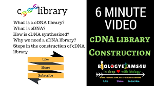 A form of dna artificially synthesized from a messenger rna template. Cdna Library Construction Steps And Advantages 6 Minutes Youtube