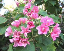 Image result for Dombeya burgessiae