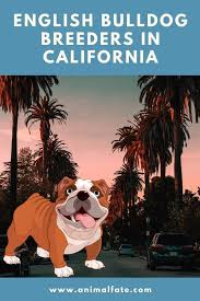 Meaty olde english bulldog for sale in california california olde enlish bulldog for sale in california bulldogge puppies for sale in california los angeles riverside. 18 English Bulldog Breeders In California Ca English Bulldog Puppies For Sale Animalfate