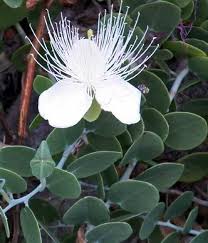 Image result for Capparis cartilaginea