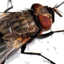 After payment is received we will create the all important work agreement to protect both parties. Risk Analysis Pests Need It Too