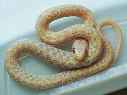 Albino Checkered Garter Snake Pet Style Snake Pet Snake