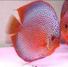 Pin By Kamaludin Arif On Cantiknya Ikan Ikan Hias Discus Fish Freshwater Aquarium Fish Aquarium Fish