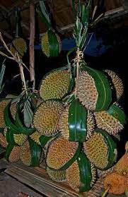 The durian is cultivated in indonesia, the philippines, malaysia, and southern thailand and is seldom exported. Durian Wikiwand