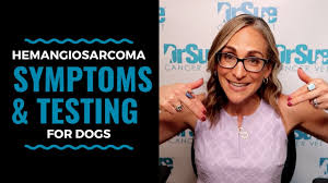The pattern of growth for these tumors involves infiltration into normal tissues surrounding the tumor as well as distant spread (metastasis). Hemangiosarcoma Symptoms And Testing For Dogs Vlog 85 Youtube