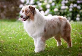 Australian Shepherd | Size, Lifespan, Temperament & Health | Britannica