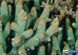 Image result for Acrotome hispida