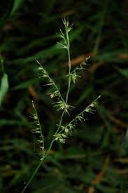 Image result for Oplismenus compositus