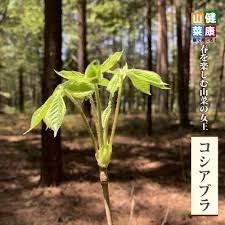 コシアブラ 苗