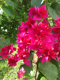 Pin By Tamara On Bugenvilea Bougainvillea Flowers Blossom